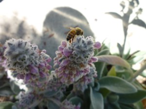 8ec4e-beeinshadowlambsears