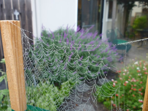 86697-webwsalvias10-2012