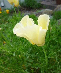 93e53-yellowcapoppy4-11