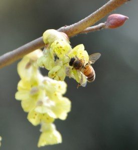 14110-beeonflowerfrted