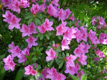 FT azaleas