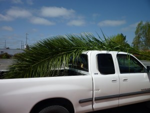 palms on truck 14