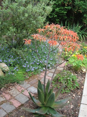 gr morn glory & aloe 6-07