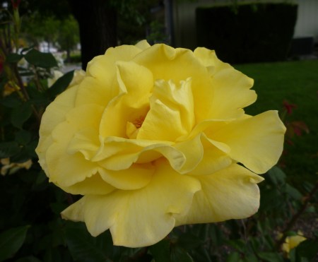 rose yellow 1 Em Av CC