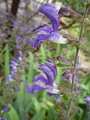 mystery salvia bloom