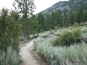 P1100317 Job's Peak Trail