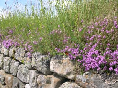 Hadrian flower-grass