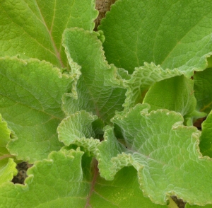 salvia leaf close-up 9-14