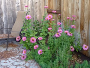 zinnias pink 1 bush 14
