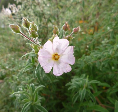rockrose flower 12-4-14