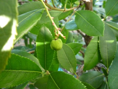 P1120314 strawberry tree