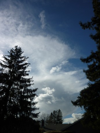 GL P1120493 cotton & trees