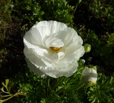 GLP1120478 ranunculus rain