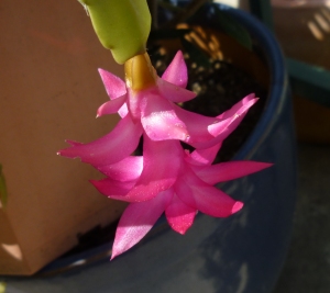 first Thanksgiving cactus bloom 3-15 Jerry
