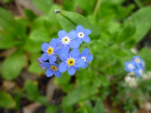 P1120593 forget-me-not 3-12-15