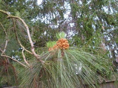 pine cone forming 3-15