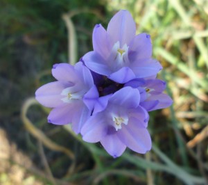 purple dicks-type 3-29-15