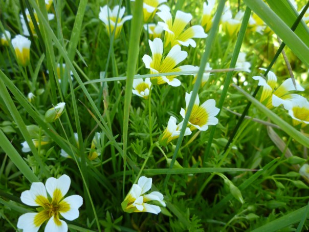 yellow&white flwr crane ck 3-29-15
