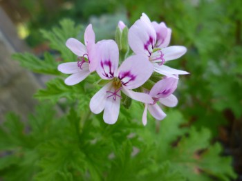 GL rose geranium 4-18-16