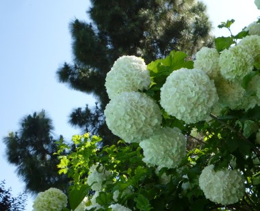 GL snowballs crp 4-18-15