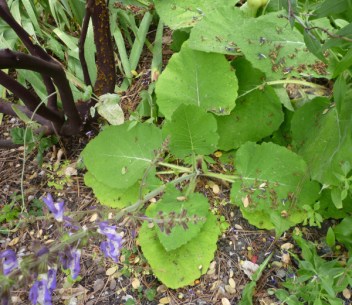 mystery salvia plant-1
