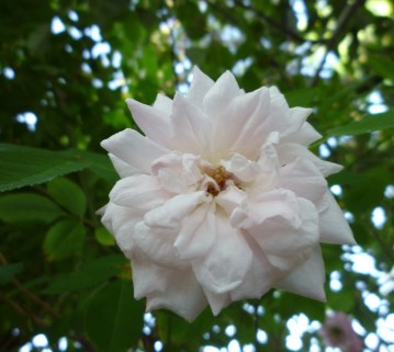 bike path cb rose 5-15