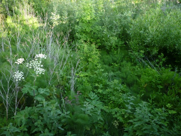 bike path down into ck from sl