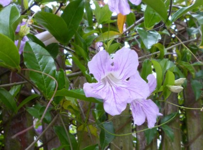 bike path lavender vine 5-15