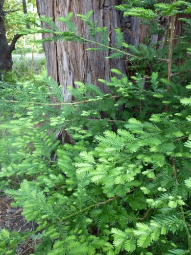 bike path new redwood 5-15