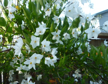 bike path potato vn 5-15