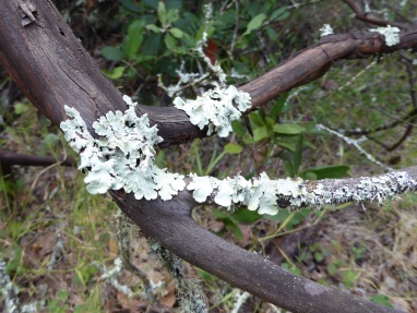 gl annadel lichen on branch 5-15