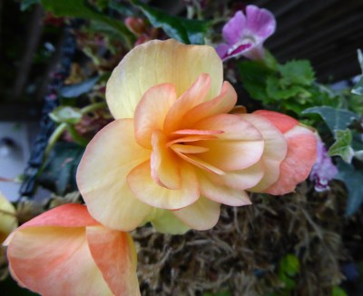 GL begonia apricot may 15