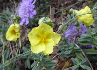 GL helianthemum yellow 5-15