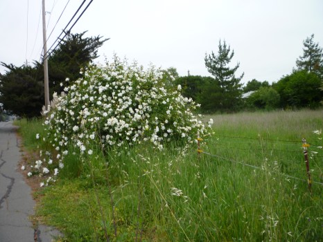 Sn Ln giant rose 5-15