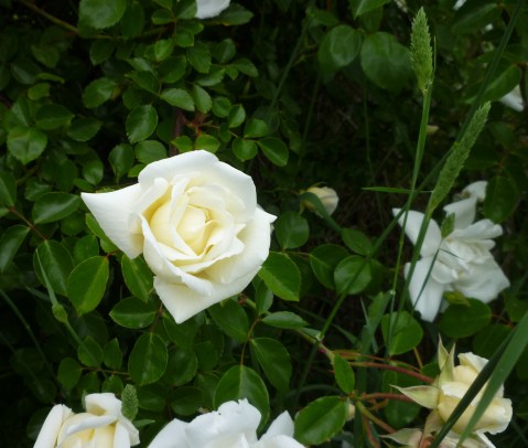 Sn Ln giant rose bush indiv 5-15