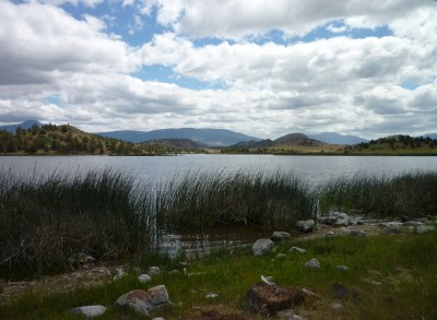 Trout Lake reeds 5-7-15