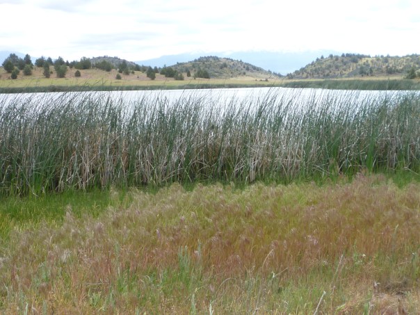 Trout Lake reeds & layers 5-15