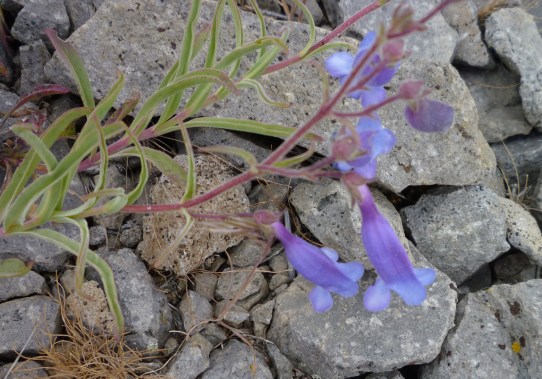 Trout Lk varcolored penstemon