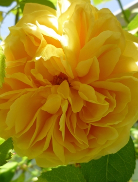 Yellow Rose close OR backyard