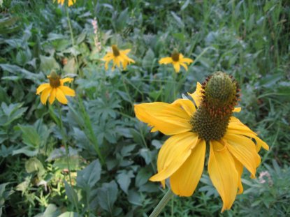 California Coneflower Crane Flat Yosemite 7-09