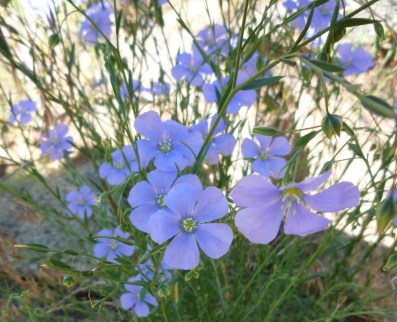 flax crp Smith Rock OR 6-10