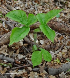 jackinthepulpit2c_thumb_410