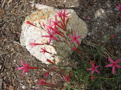 Scarlet Gilia - close Yosemite summer 09