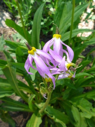 shooting star East Sierra 7-11