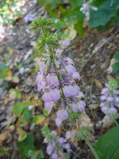 Tincture Plant – Collinsia Tinctoria -Feather Falls trail 7-11