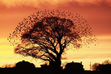 tree-flock-birds_David Biggs