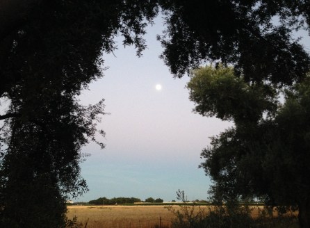 IMG_0115moon lg dusk Davis