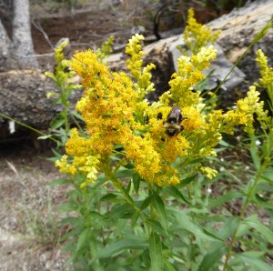 Meadow Goldenrod Sierras CLRd 7-15