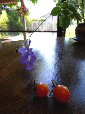 P1000581 cape violet & Sunsugar tomatoes