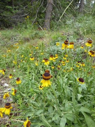 P1000906 sneezeweed